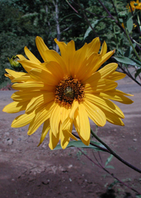 Helianthus 'Gullick's Variety'